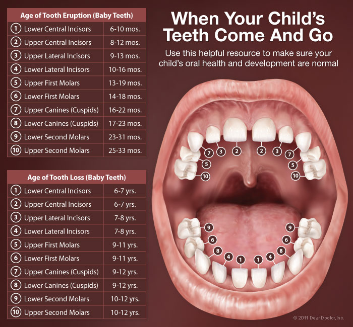 childrens-mouth-anatomy